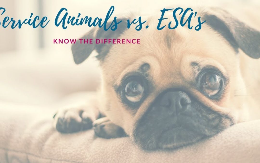 Service & Emotional Support Animals: Know the Difference | Marin Landlord Essentials